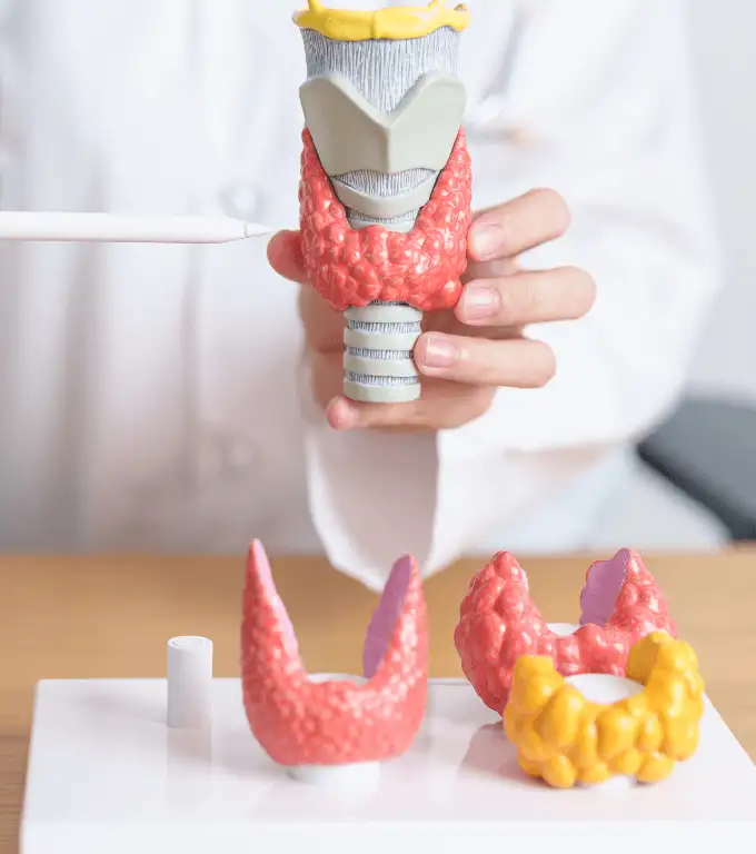 Treatment for Hypothyroidism That Helps You Feel Stronger Daily
